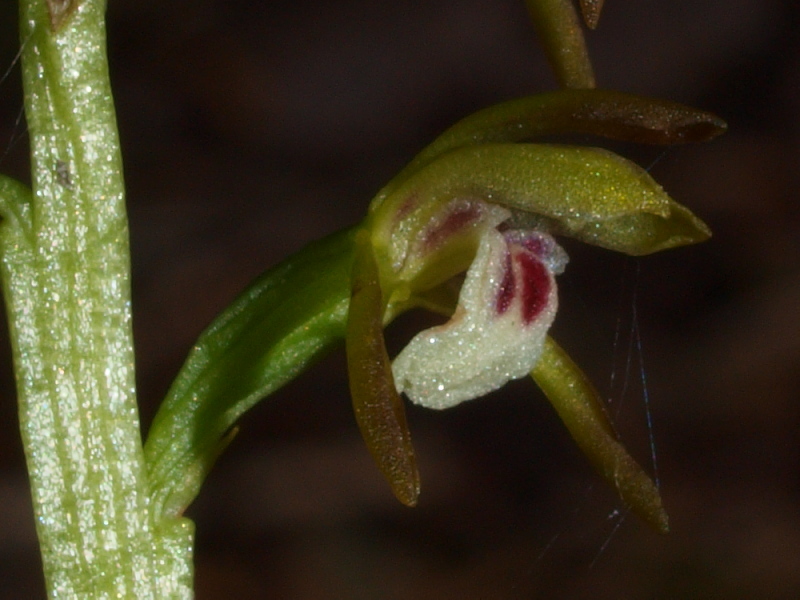 Sito a rischio 1 - Corallorhiza trifida